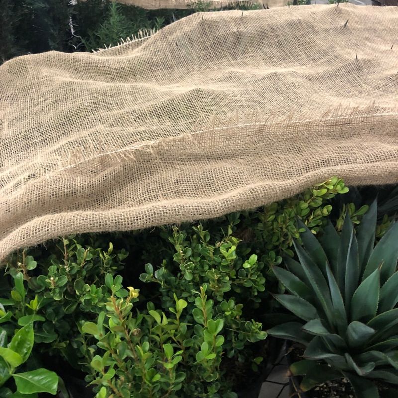 Protect Plants From Harsh Winter Winds