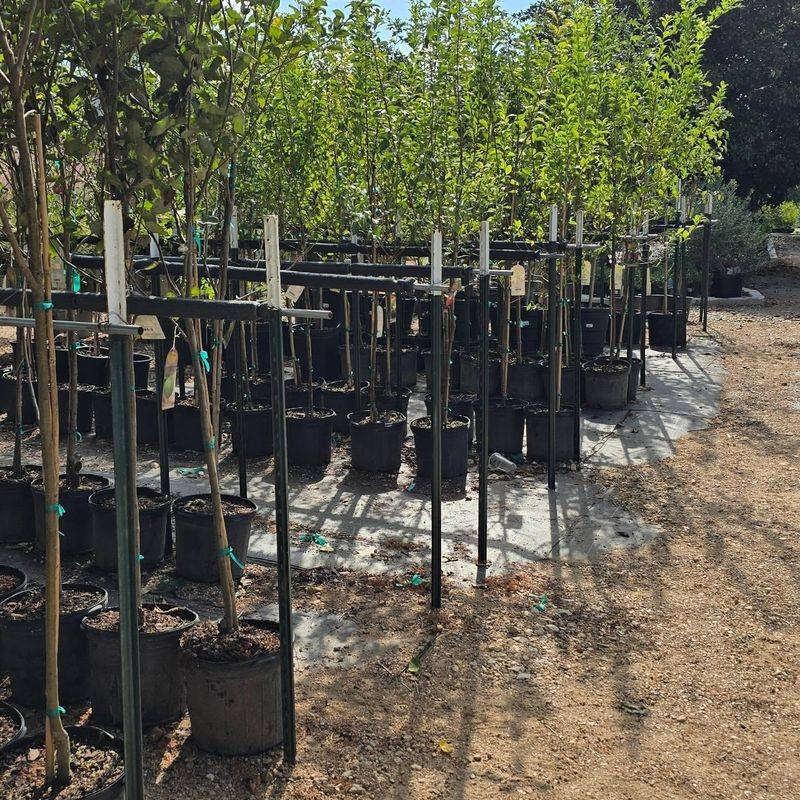 Plant Trees And Shrubs While Dormant