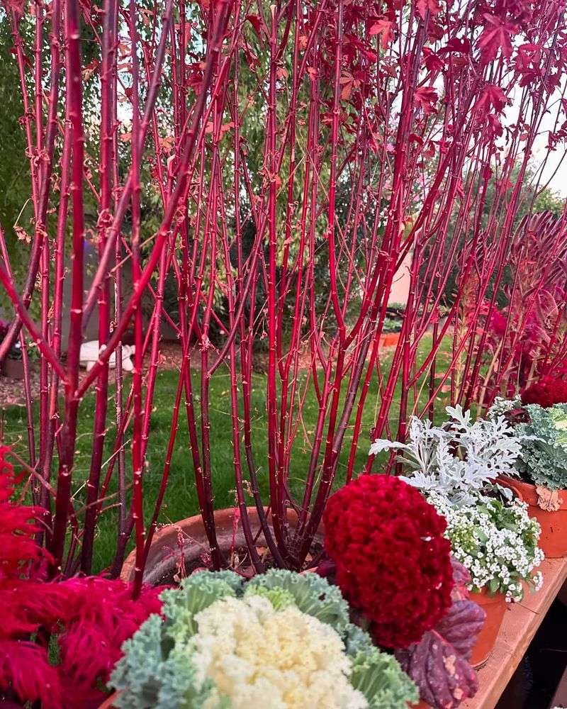 Choose Plants With Colorful Bark