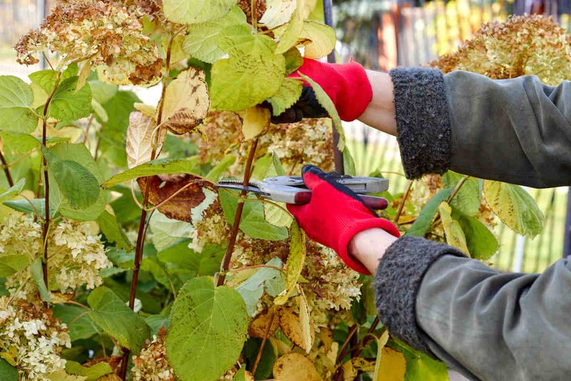 Trim Off Dead Or Damaged Growth