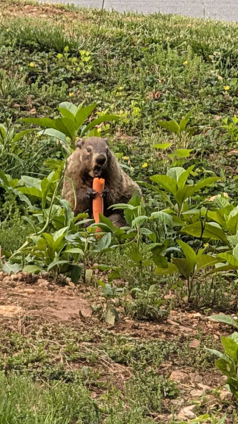 Create Vibrations With Wind Chimes Or Pinwheels