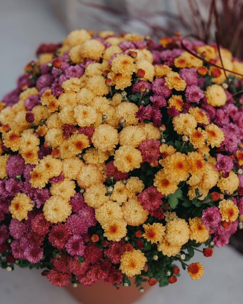 Feed Your Mums With Balanced Fertilizer