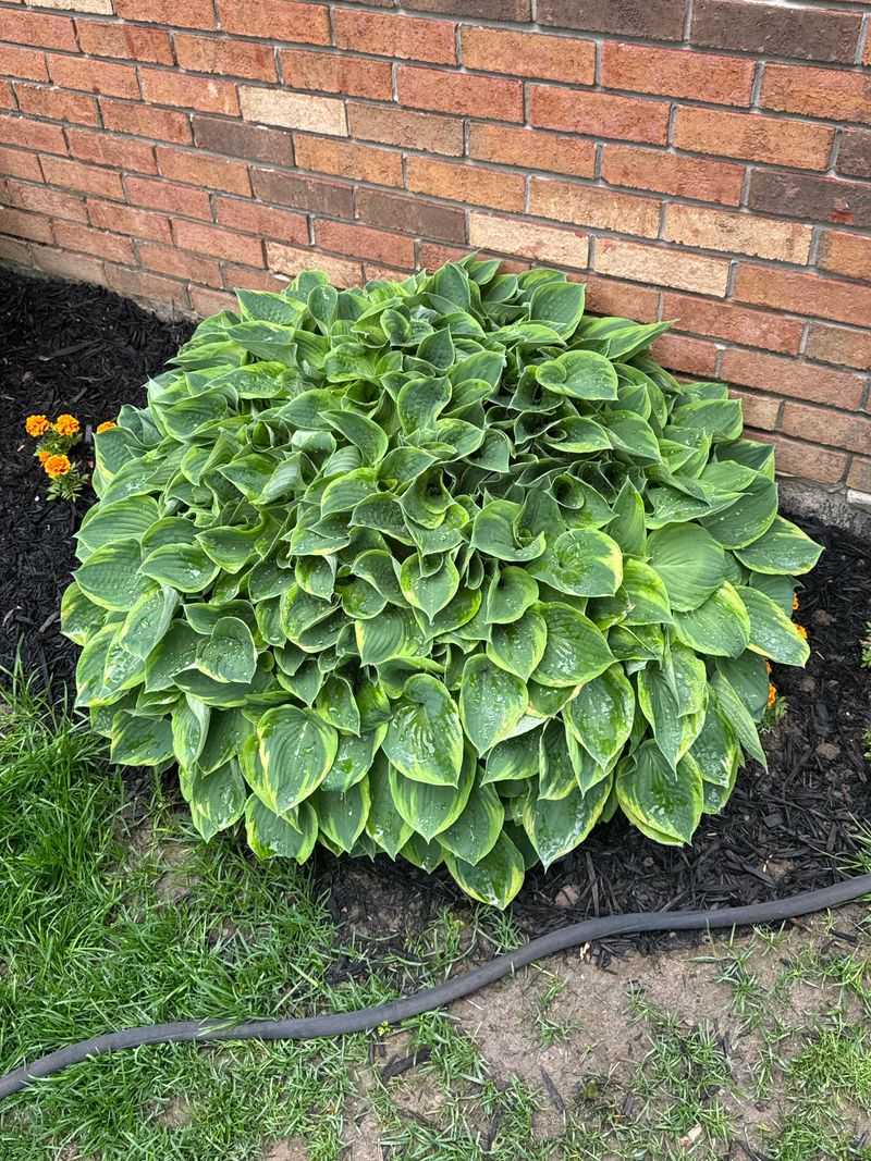 Divide And Transplant Perennials