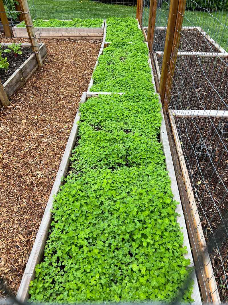 Plant Cover Crops for Natural Enrichment