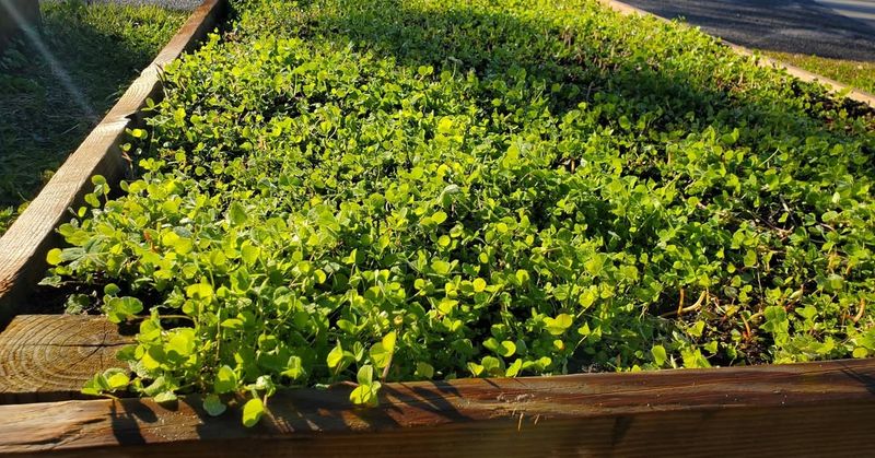 Plant Cover Crops for Winter Protection