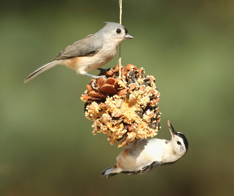 Roll Apples In Quality Birdseed