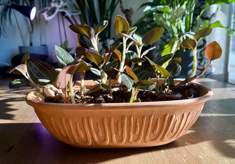 Choose Wider and Shorter Pot Designs