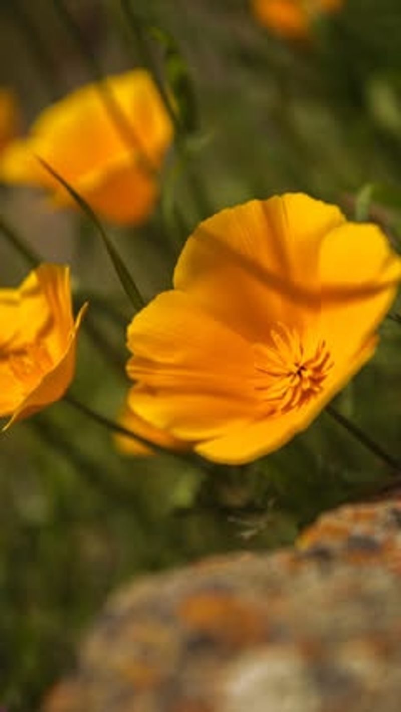 Celebrates California's Natural Heritage