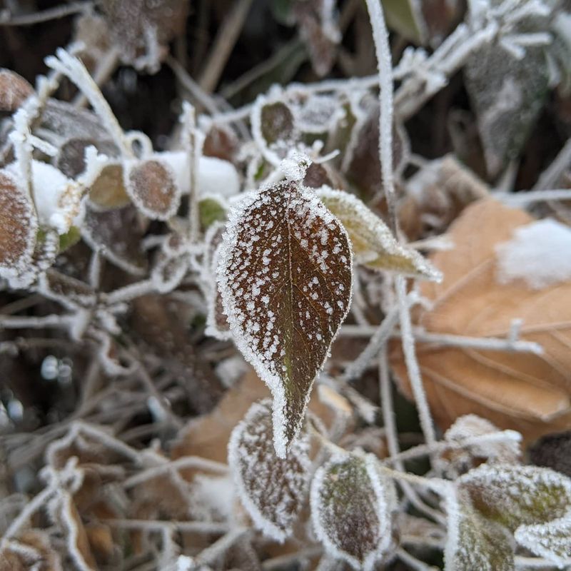 Delayed Frost Dates Across The State