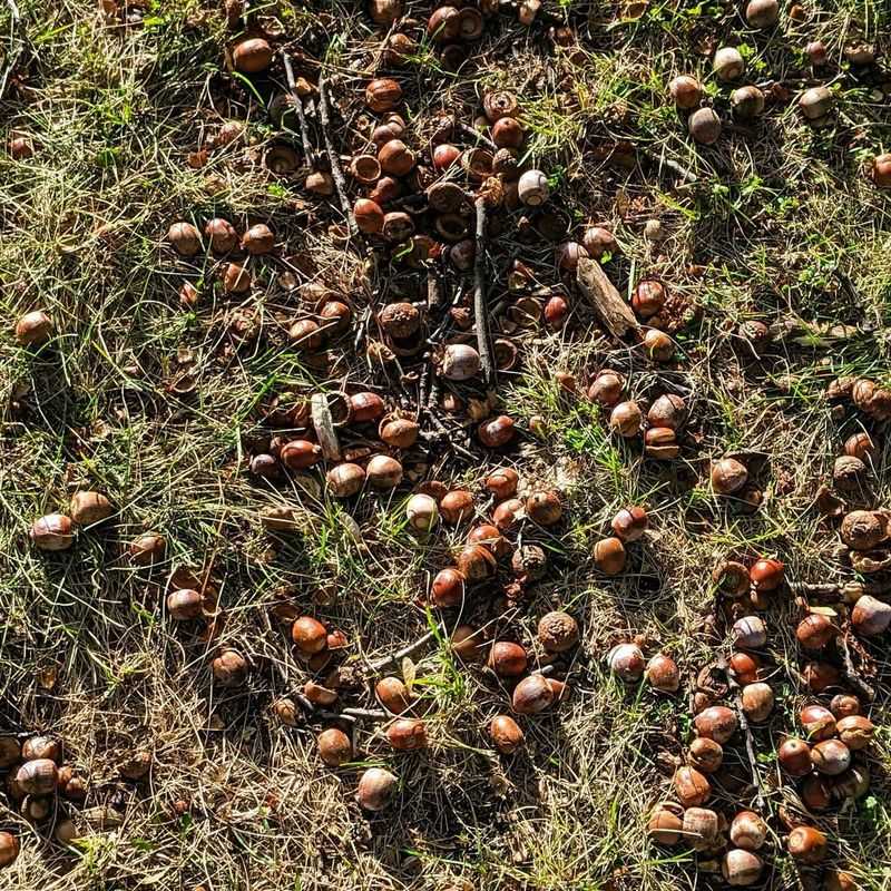 Reduced Pest Pressure Allowed More Acorns To Mature