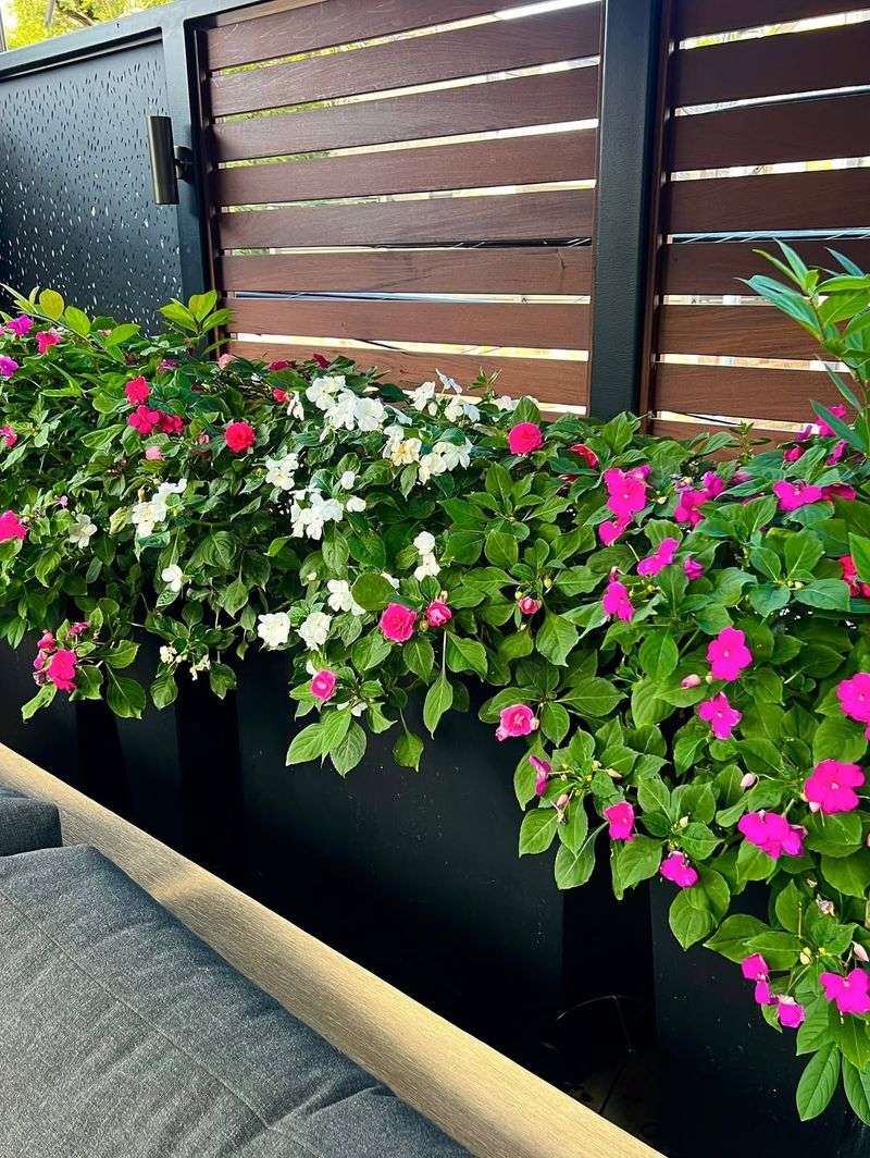 Apply Light Mulch Around Plants