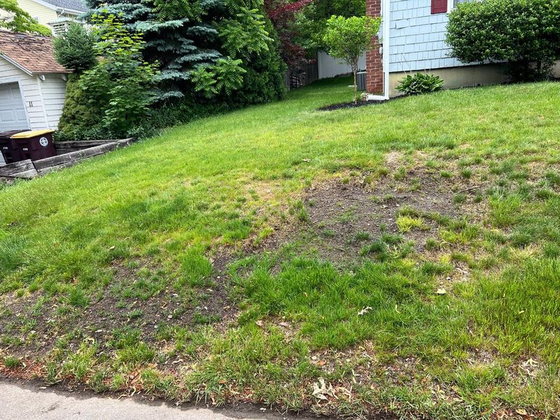 Mow Only When Grass Is Actively Growing