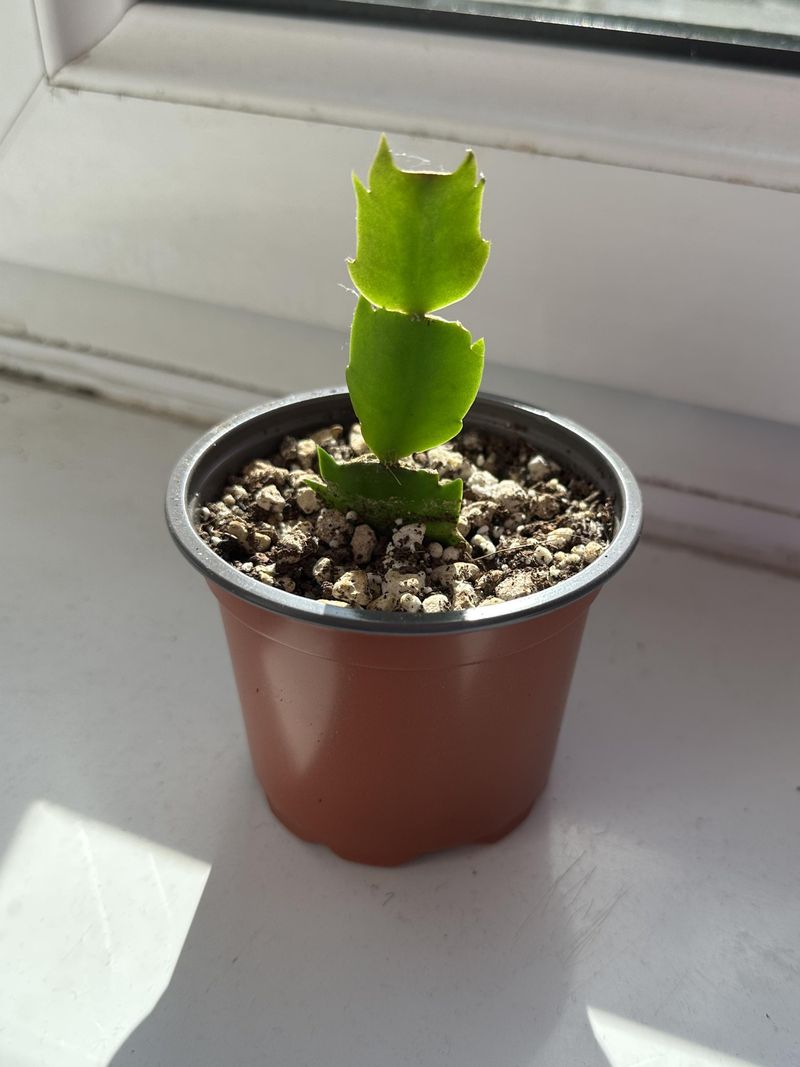 Always Use Pots With Drainage Holes