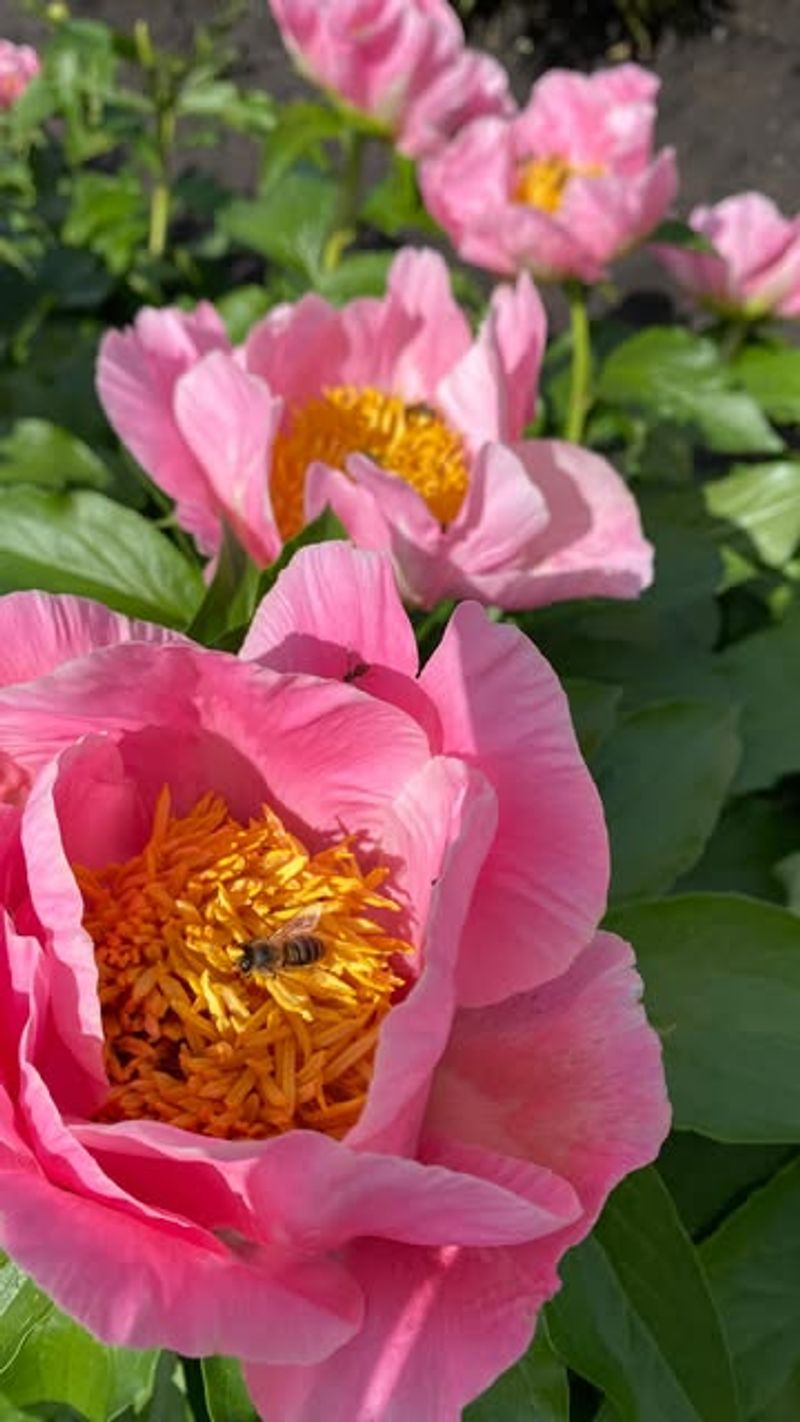 Apply a Layer of Mulch