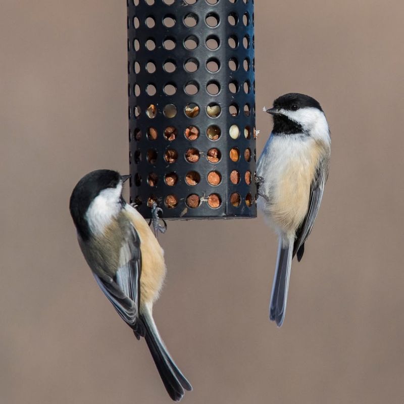 Attracts A Wide Variety Of Bird Species