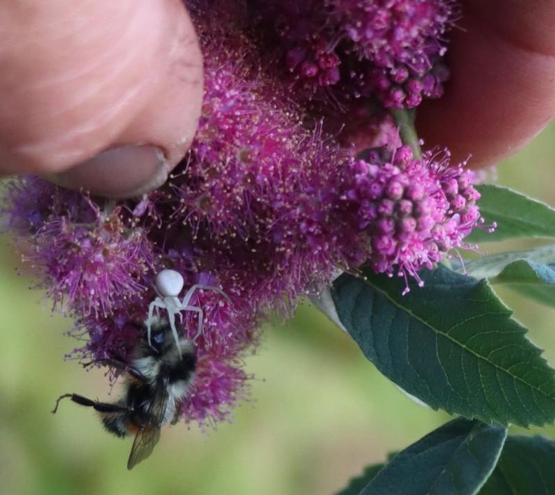 Works Beautifully With Native Plants