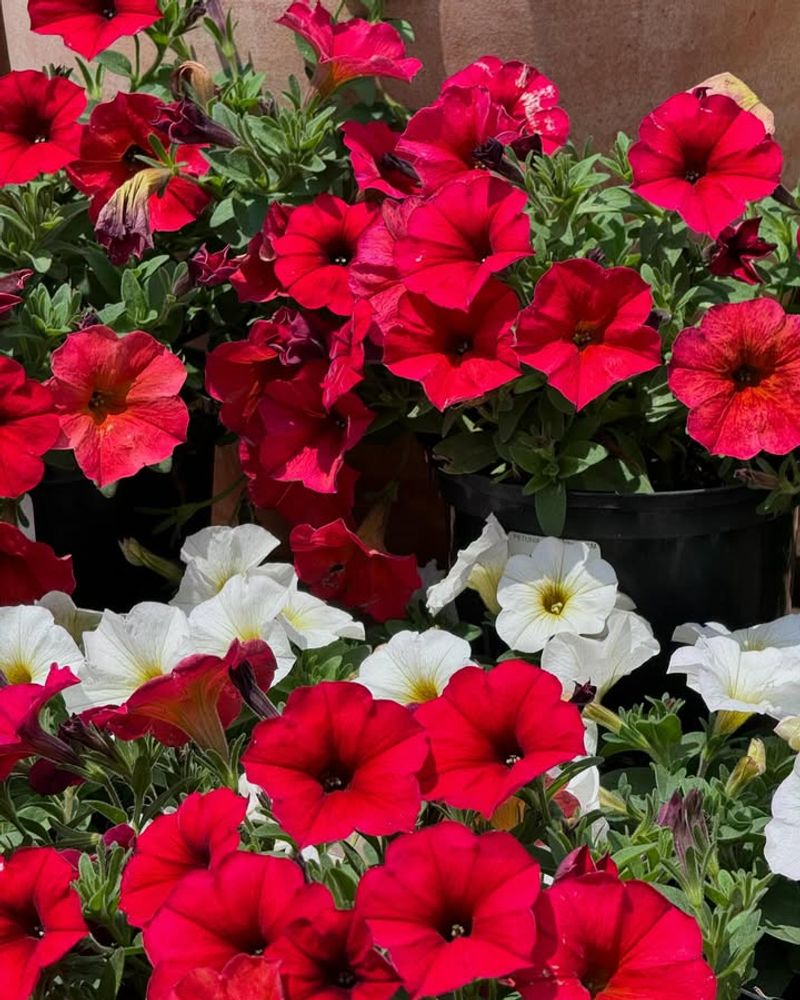 Thrives In Georgia's Fall Climate Conditions