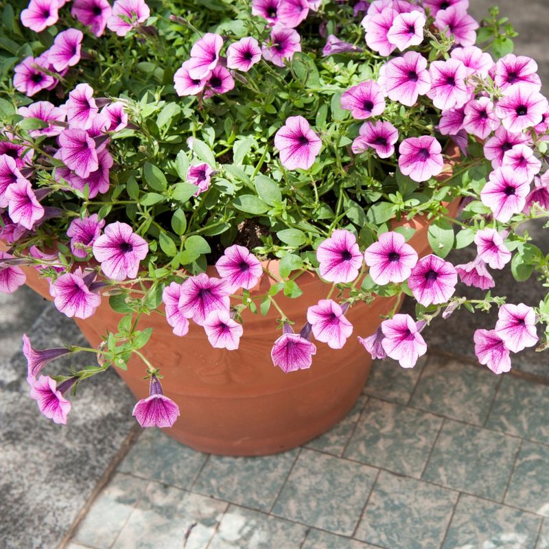 Fragrant Varieties Add Sweet Scents to Evenings