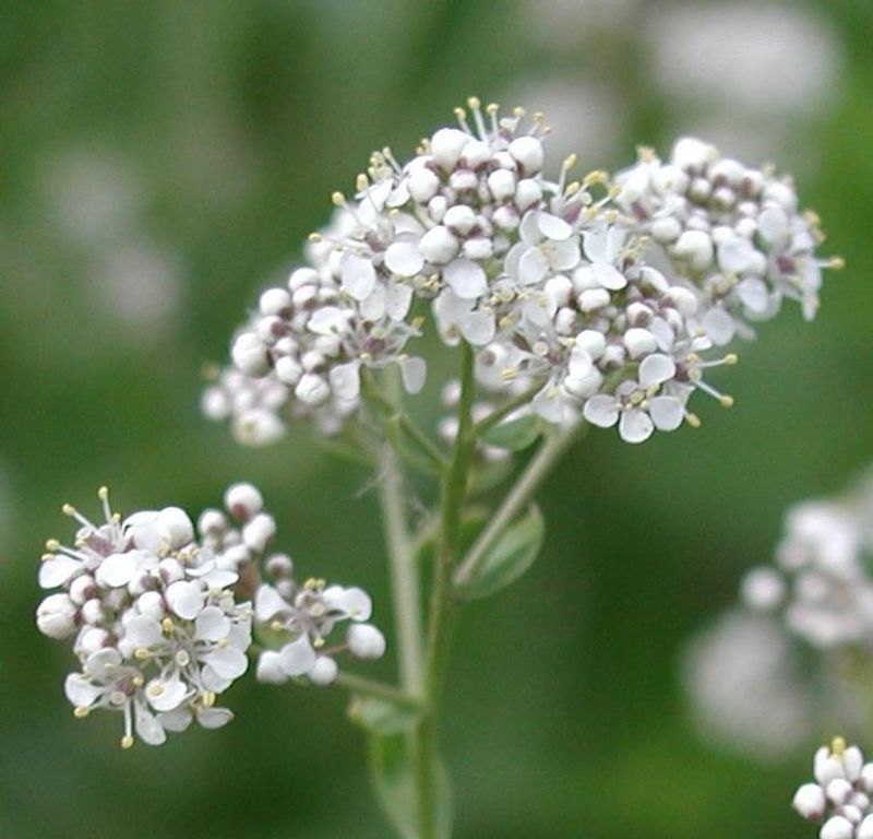 Perennial Pepperweed