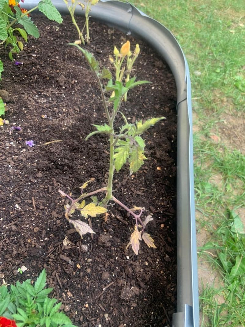 In Heavily Compacted Soil