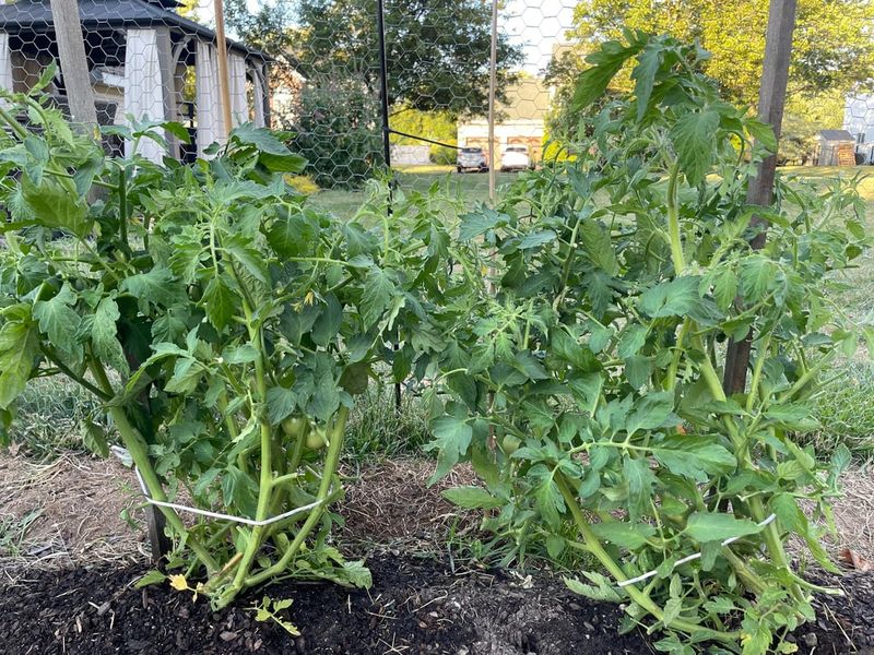 Windy, Exposed Hilltops or Slopes
