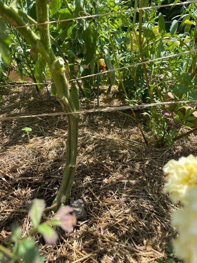 Heavy Clay Soil Areas