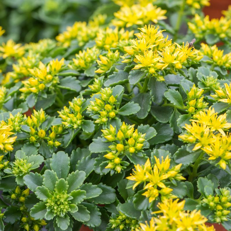 Sedum Kamtschaticum (Russian Stonecrop)