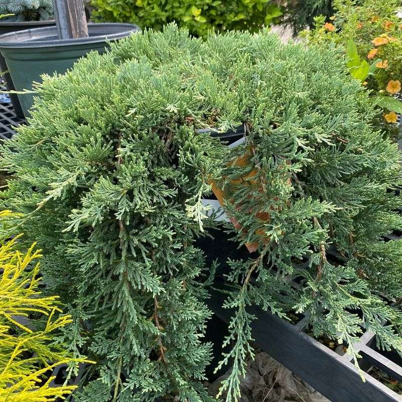 Juniper Shrubs