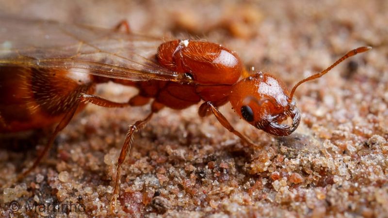 Urban Areas Provide Perfect Fire Ant Habitat