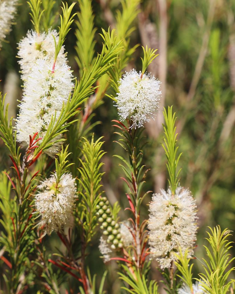 Melaleuca