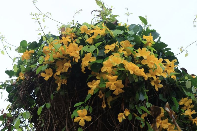 Cat's Claw Vine Hooks Into Everything