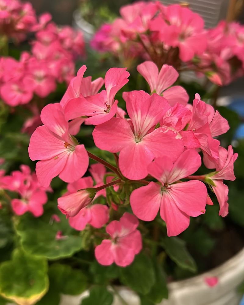 Perfect Transition From Indoor To Outdoor Living