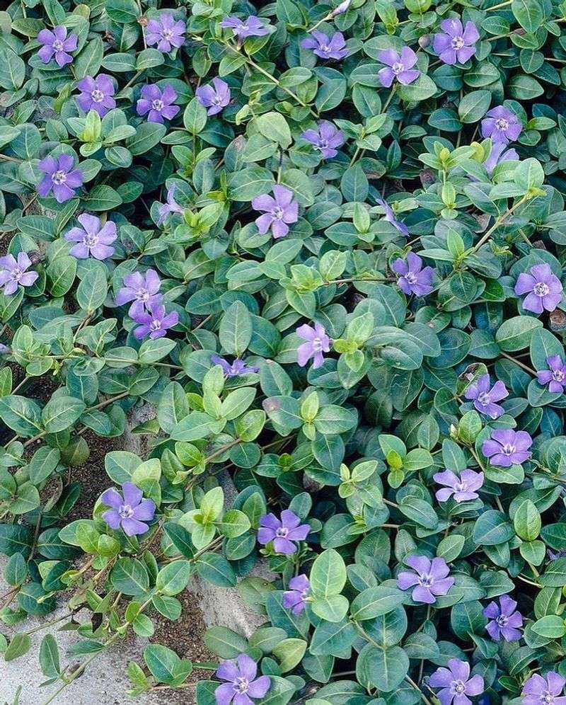 Vinca Minor