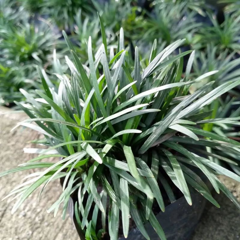Mondo Grass (Ophiopogon japonicus)
