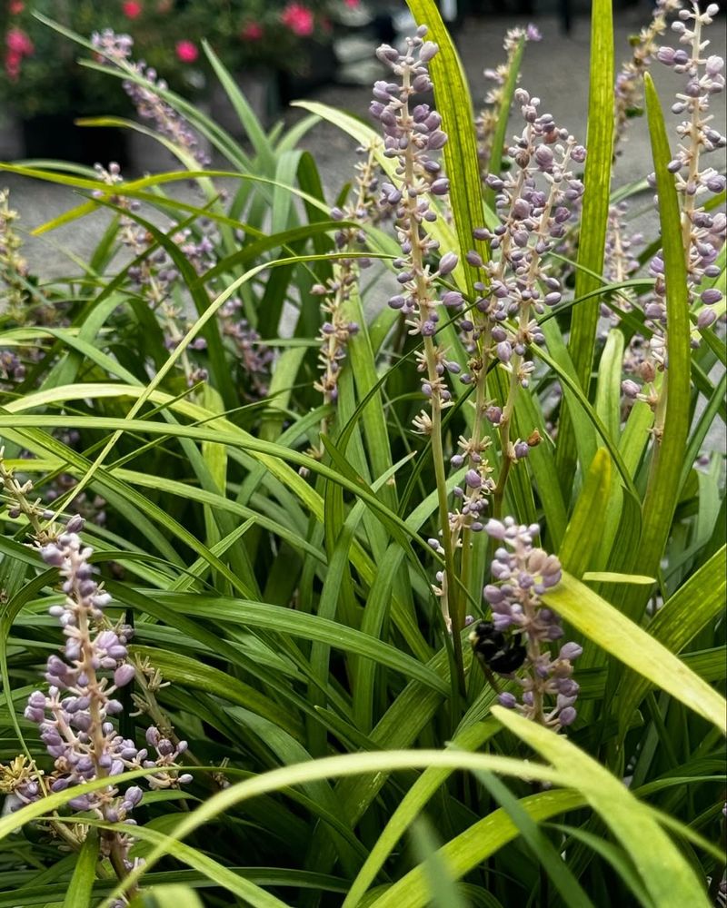 Liriope (Lilyturf)