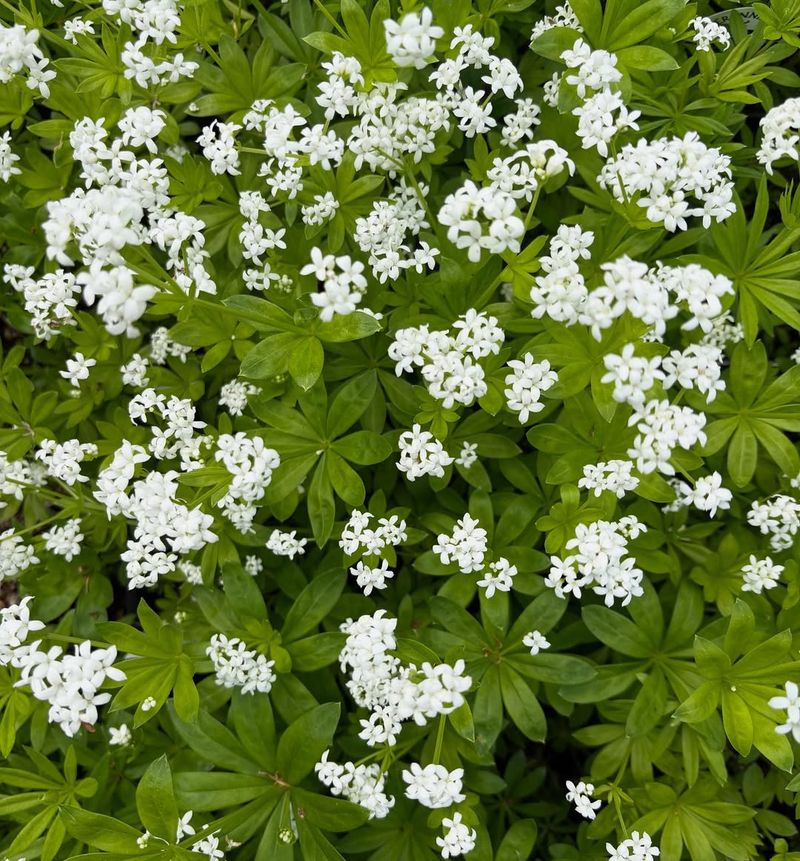 Sweet Woodruff