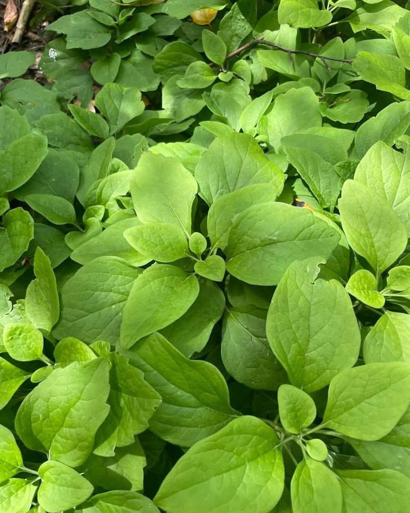 Pachysandra
