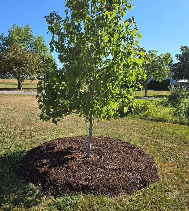 Shallow Root Exposure and Physical Barriers