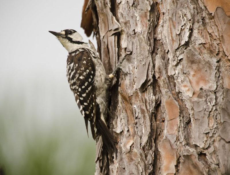 Red-Cockaded Woodpecker