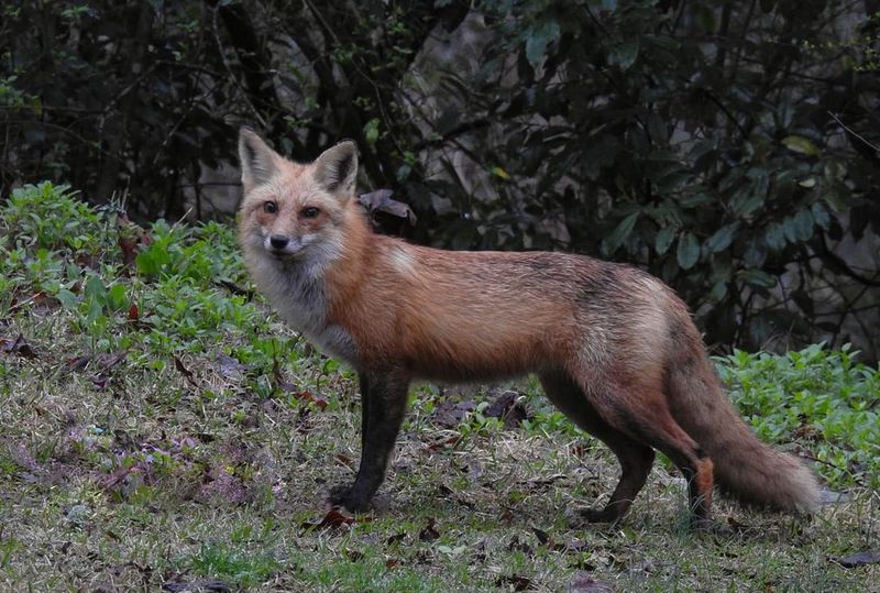 Red Foxes Hunting At Twilight
