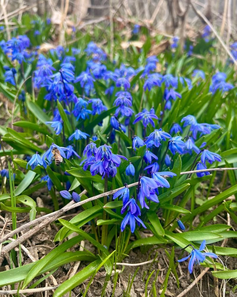 Siberian Squill