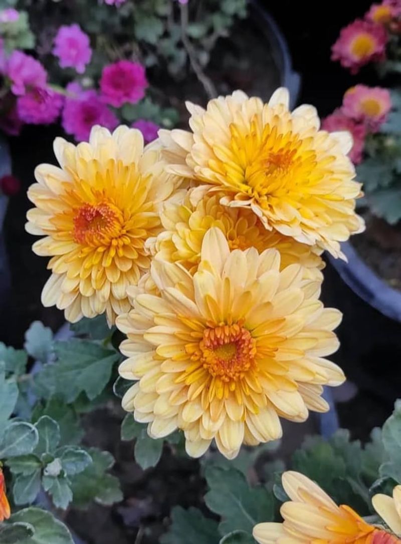 Chrysanthemums
