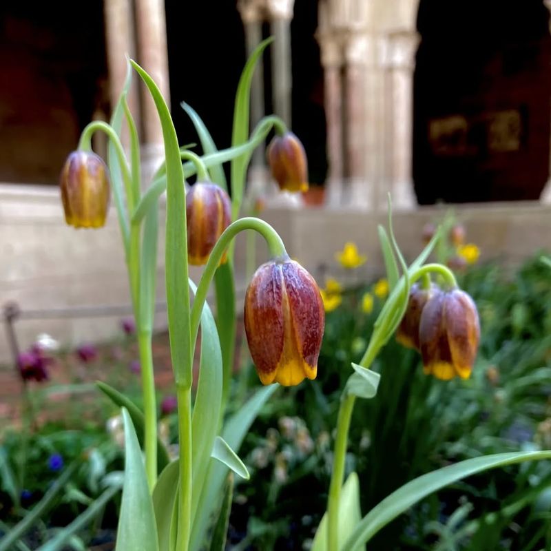Fritillaria