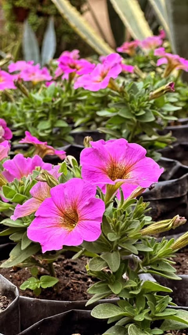 Petunias