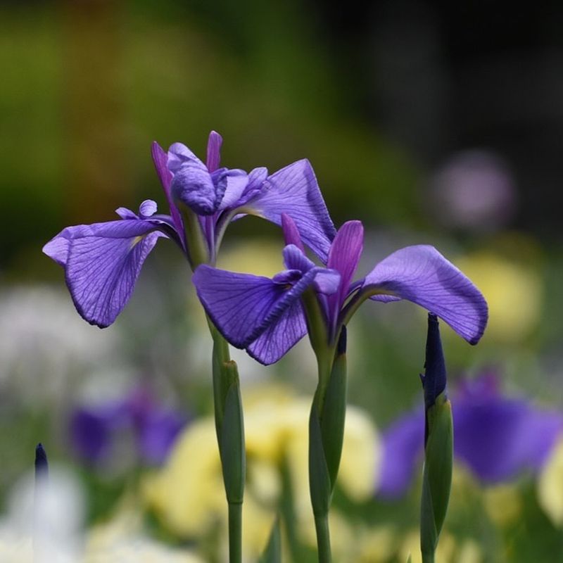 Dutch Iris