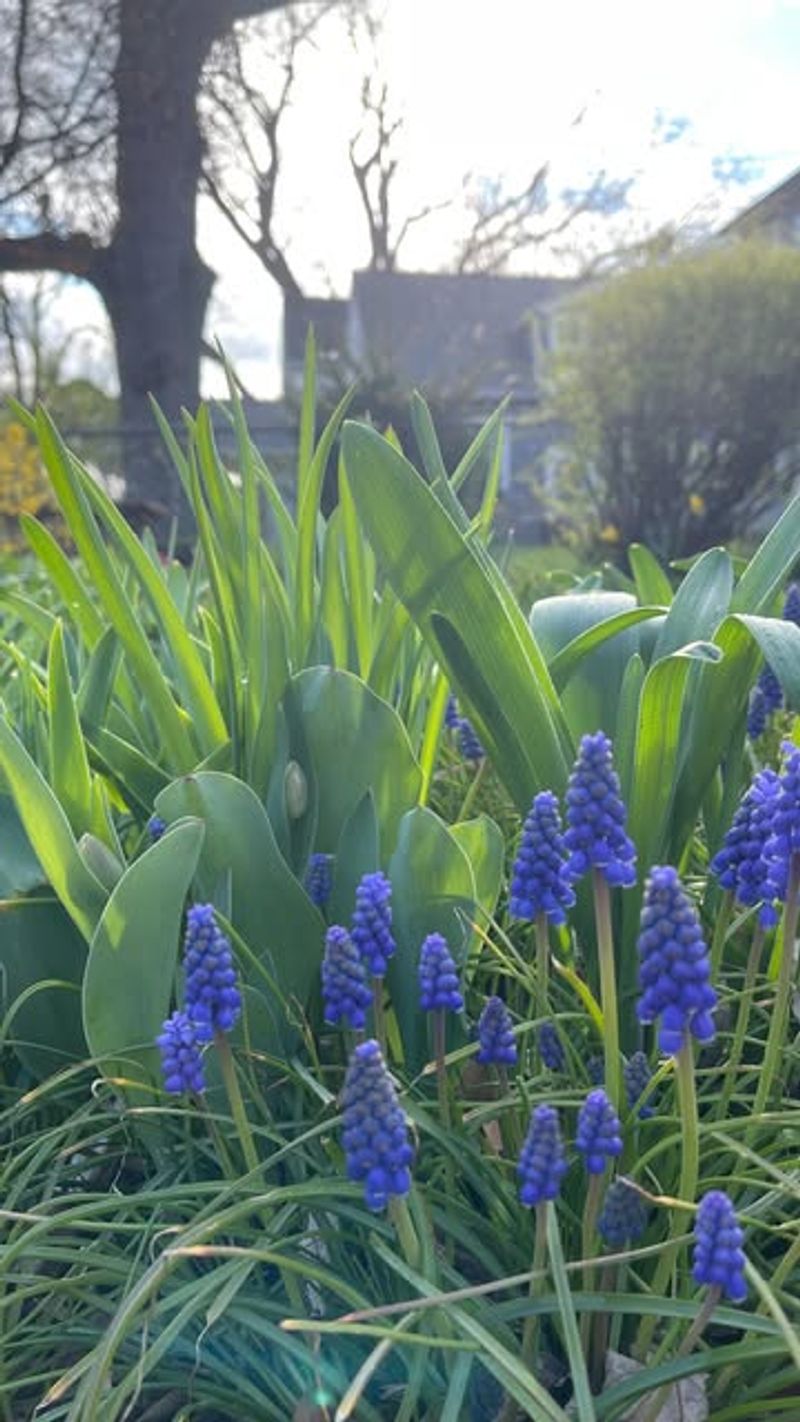 Grape Hyacinths