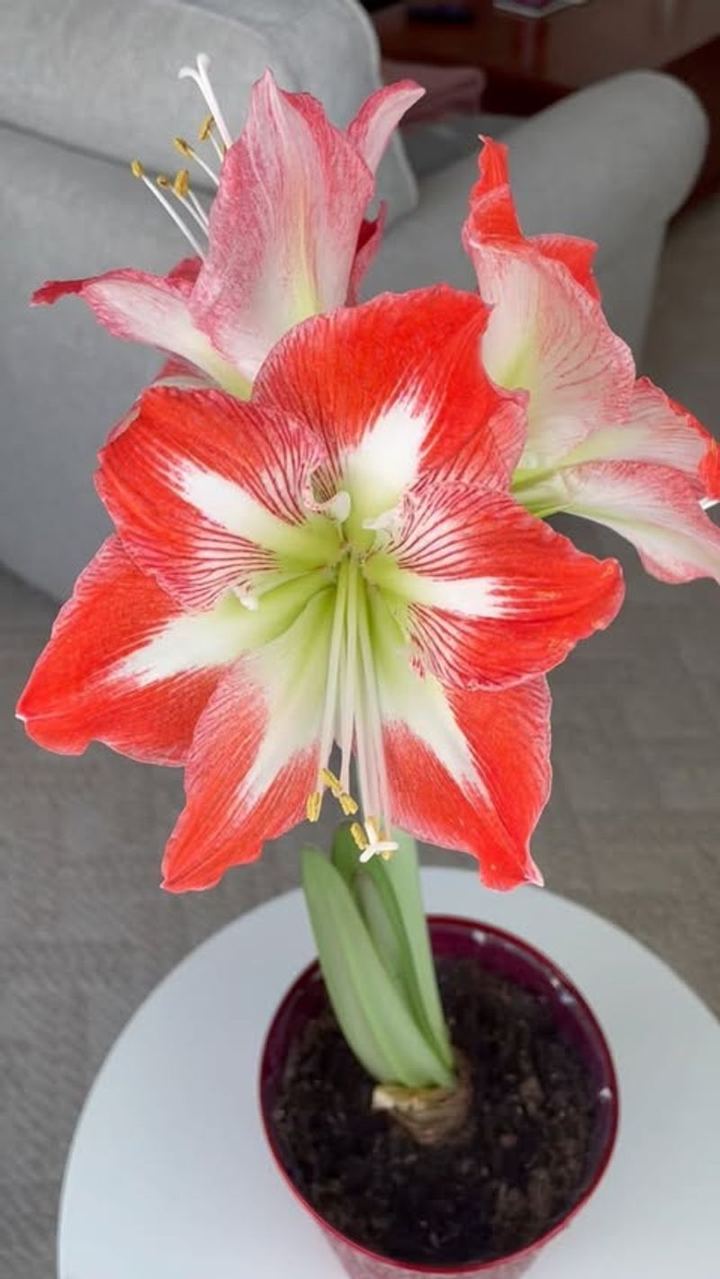 Amaryllis