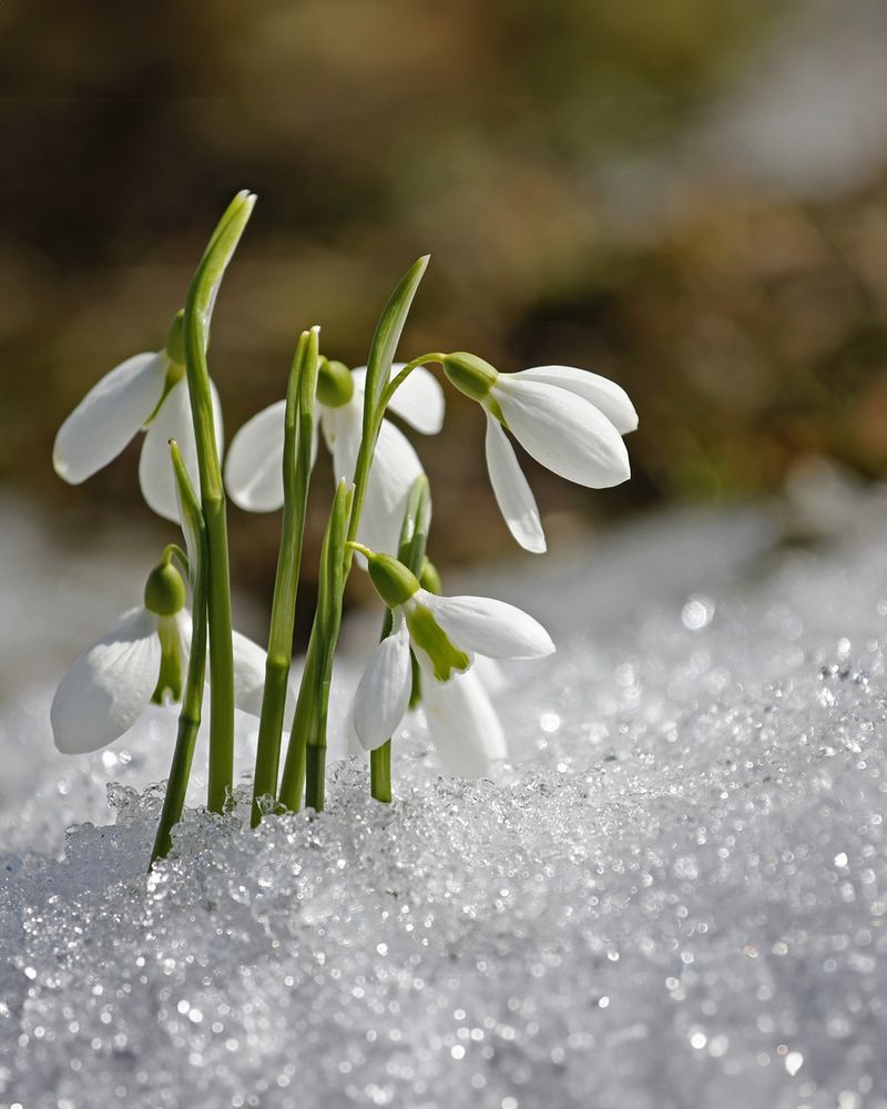 Snowdrops