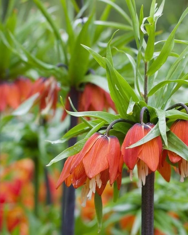 Fritillaria