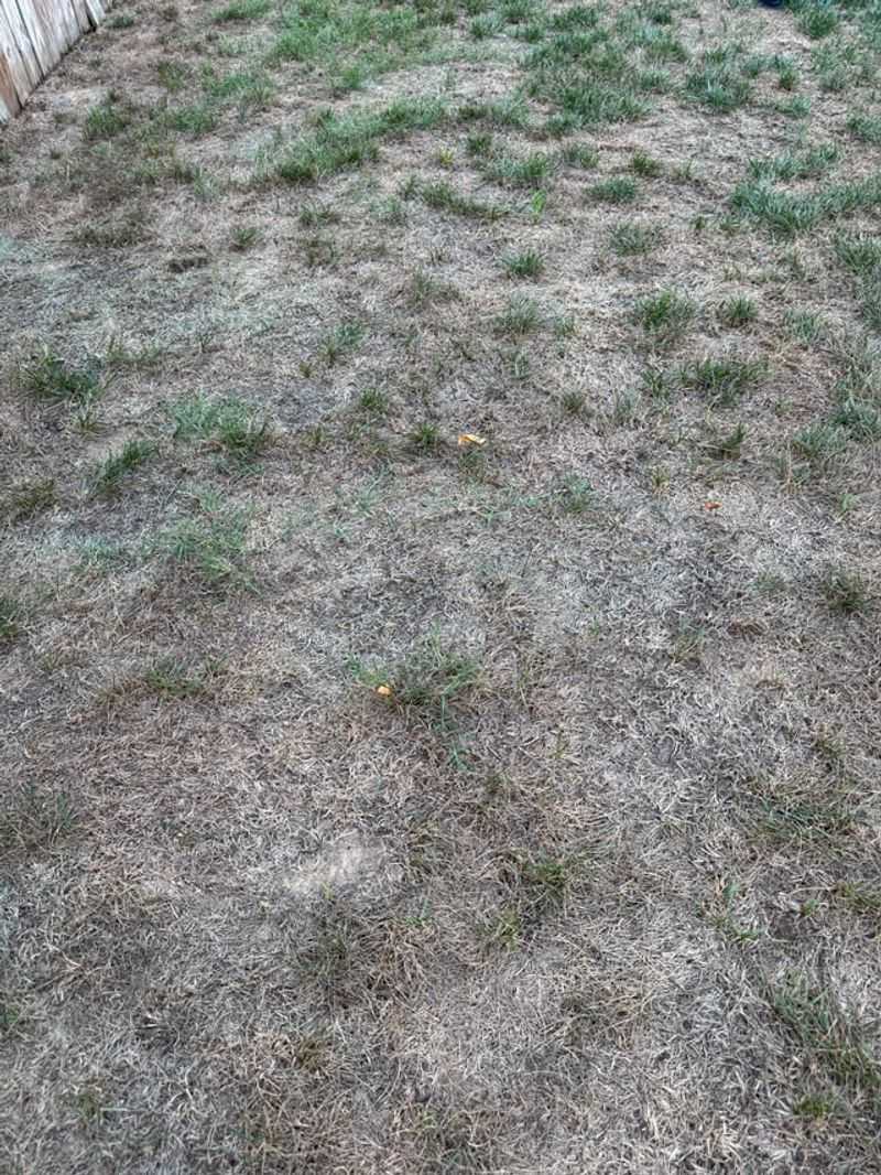 Minimizes Disease Pressure In Spring